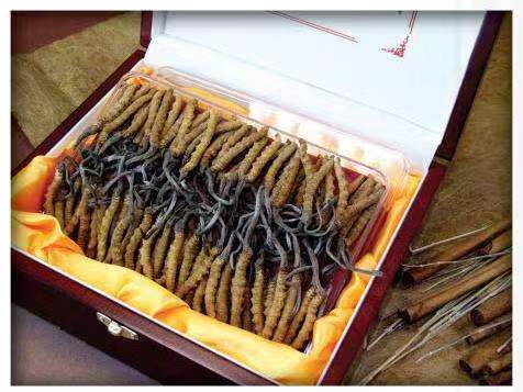 娄底冬虫夏草回收